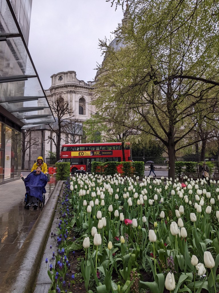 Justin in blue poncho and wheelchair, man in yellow rain jacket behind, tulips, red double-decker bus, london st. Paul Cathedral behind